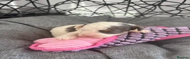 Mixed Breed 4
