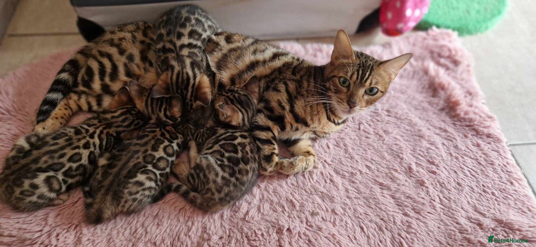 Bengal cats for sale: Amazing Bengal kittens 🥰 last boy left ❤️ in Corby - Image 26