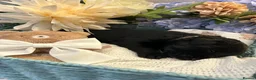 Labrador Retriever dogs for sale: Gorgeous Black Labrador Puppies  in Banstead - Advert 10