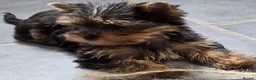 Yorkshire Terrier dogs for sale: Beautiful Yorkshire Terrier Girls - Advert 4