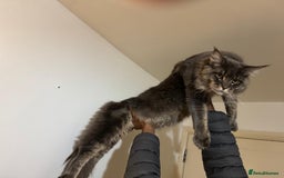 Maine Coon cats for sale: Big  Maine coon male cats - Image 7