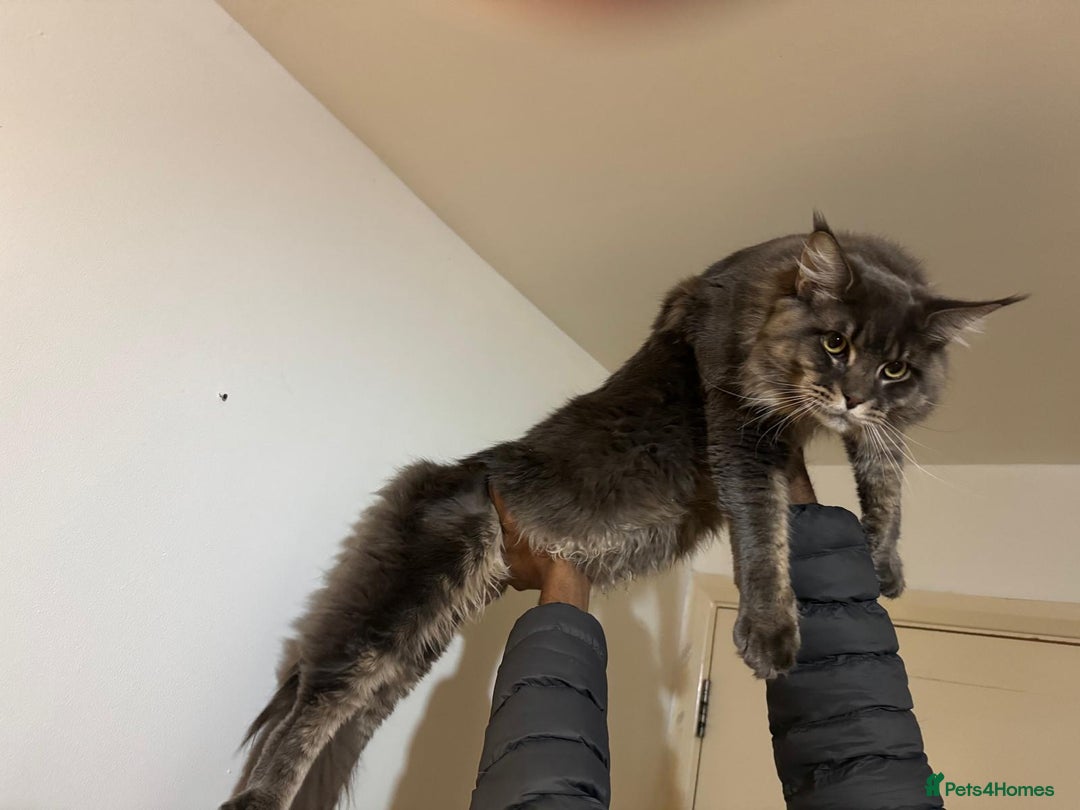 Maine Coon cats for sale: Big  Maine coon male cats - Image 7