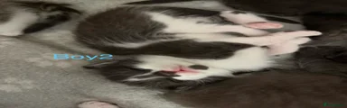 Mixed Breed Kitten 3