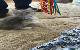 Siberian cats for sale: Siberian GCCF. kittens no hidden cost ready 6 oct  - Image 18