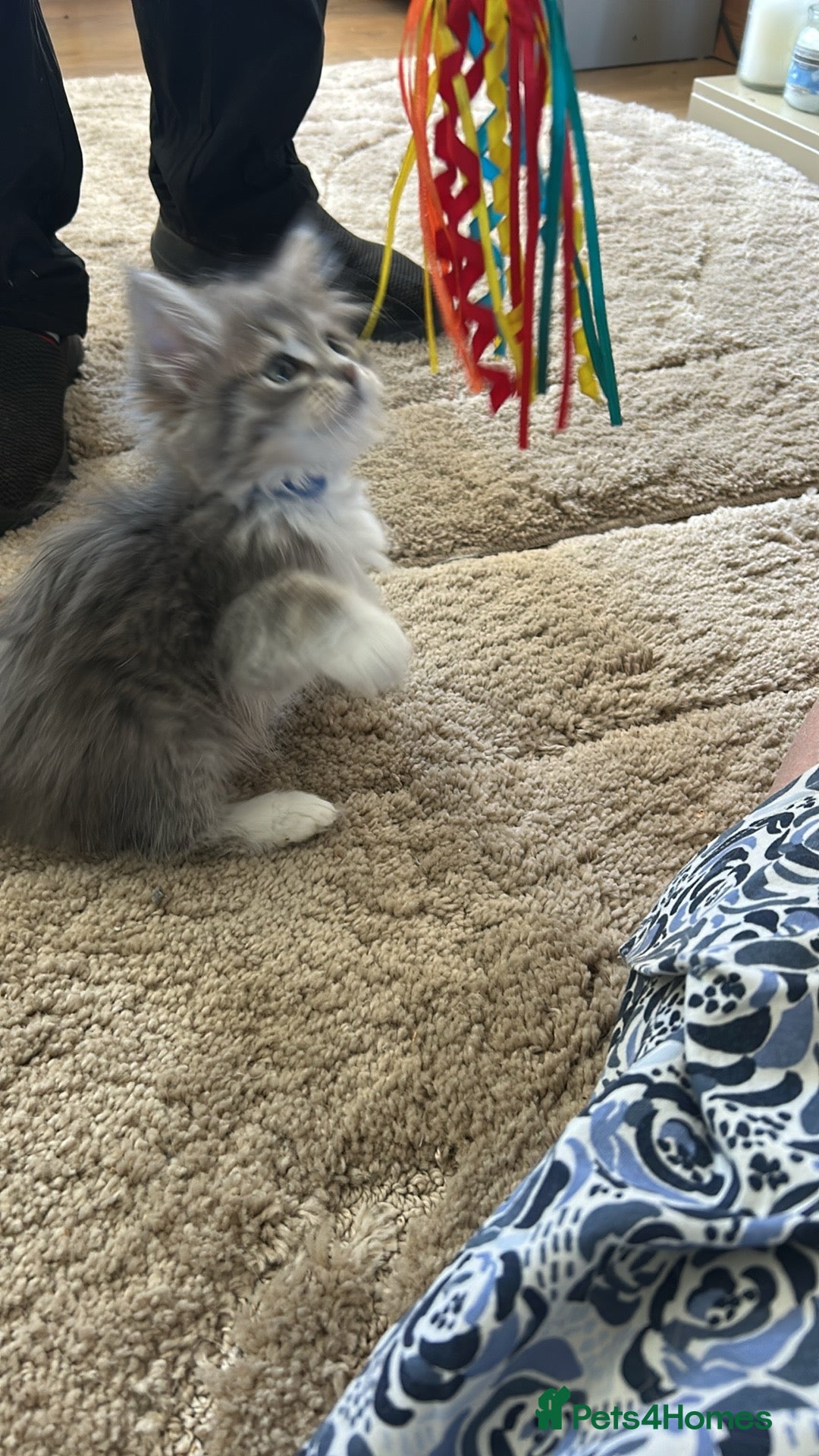 Siberian cats for sale: Siberian GCCF. kittens no hidden cost ready 6 oct  - Image 18