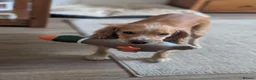 Cocker Spaniel dogs for sale: Working cocker spaniels in Barnsley - Advert 33