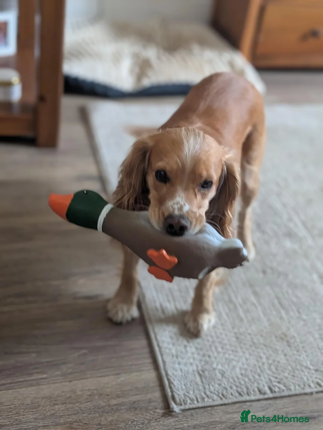Cocker Spaniel dogs for sale: Working cocker spaniels in Barnsley - Advert 33