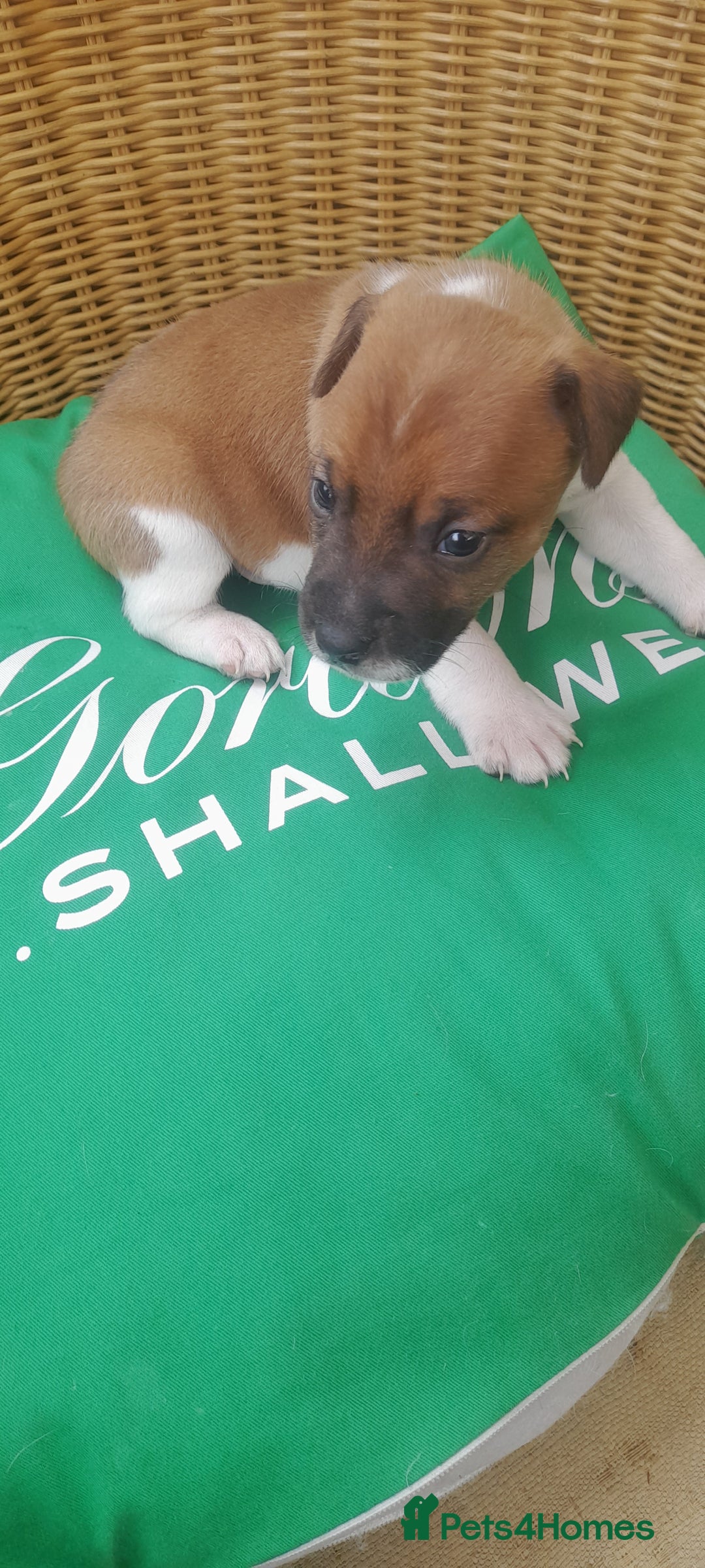 Plummer Terrier dogs for sale: Plummer terrier pups 1 girl left  - Image 8