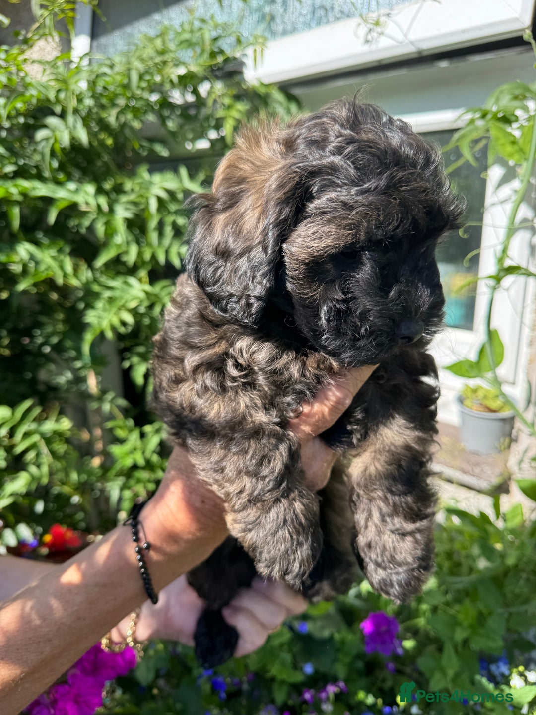 Cavapoo dogs for sale: Beautiful Toy F1b Cavapoo puppies  in Liskeard - Image 31