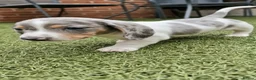 Miniature Dachshund dogs for stud: BLUE DAPPLE PIEBALD STUD CARRYING LONG HAIR CHOCO in Liverpool - Advert 22