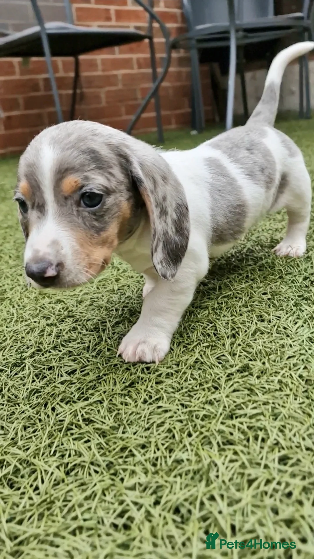 Miniature Dachshund dogs for stud: BLUE DAPPLE PIEBALD STUD CARRYING LONG HAIR CHOCO in Liverpool - Advert 22