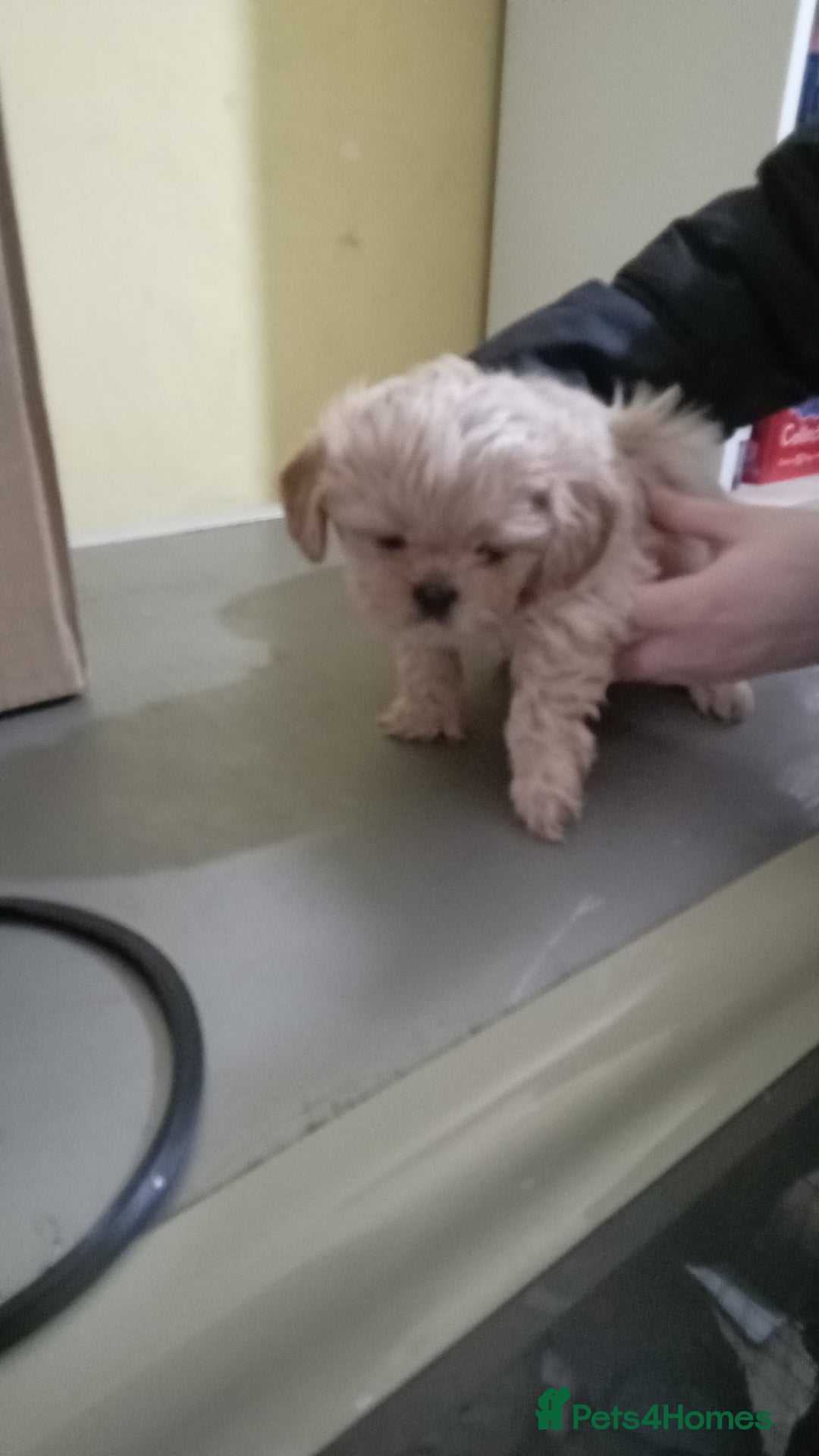 Shih Tzu dogs for sale: Shih Tzu puppies for sale - Advert 2