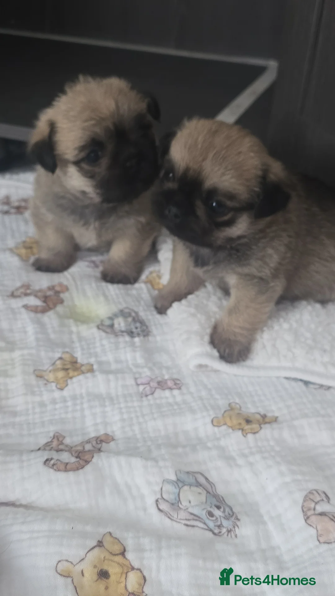 Mixed Breed dogs for sale: Pugzu - Advert 2