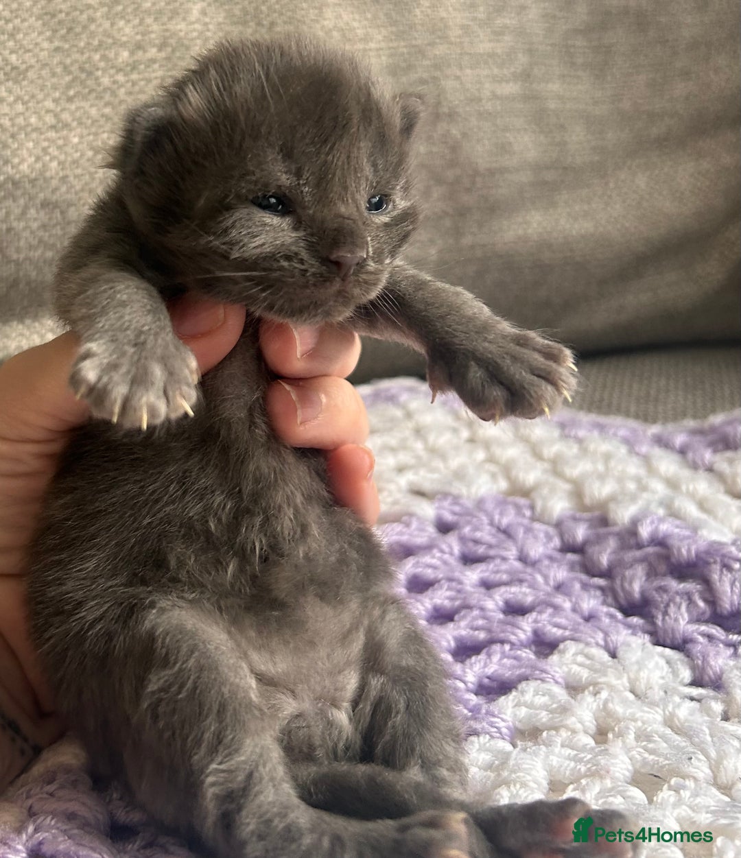 Maine Coon cats for sale: Maine coon x BSH babies  - Image 7