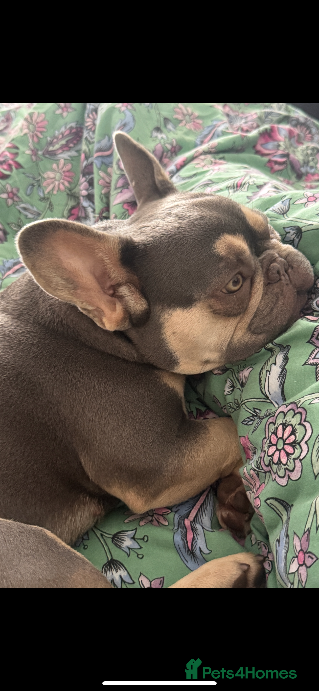 French Bulldog dogs Loving New Home Needed for Gorgeous Frenchie Girl  - Advert 1