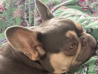 French Bulldog dogs Loving New Home Needed for Gorgeous Frenchie Girl - Advert 1