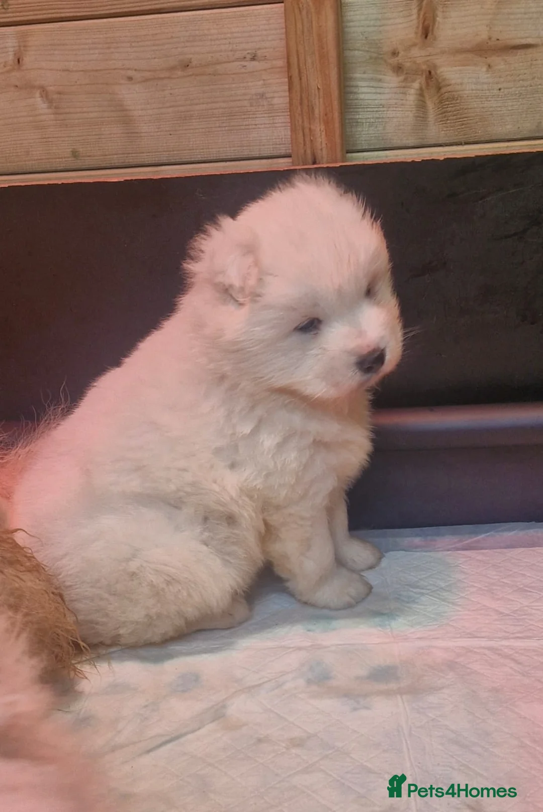 Samoyed dogs for sale: A beautiful little Samoyed girl for sale in Ashbourne - Advert 19