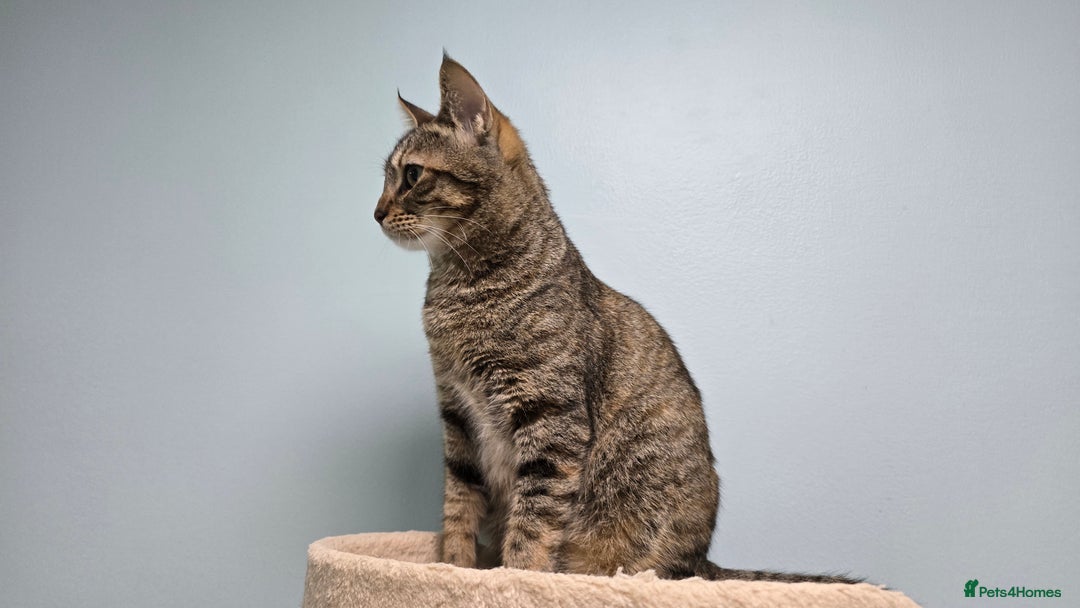 Mixed Breed cats for adoption: [Indoors Only] Lovely & affectionate Cuddlebugs - Image 29