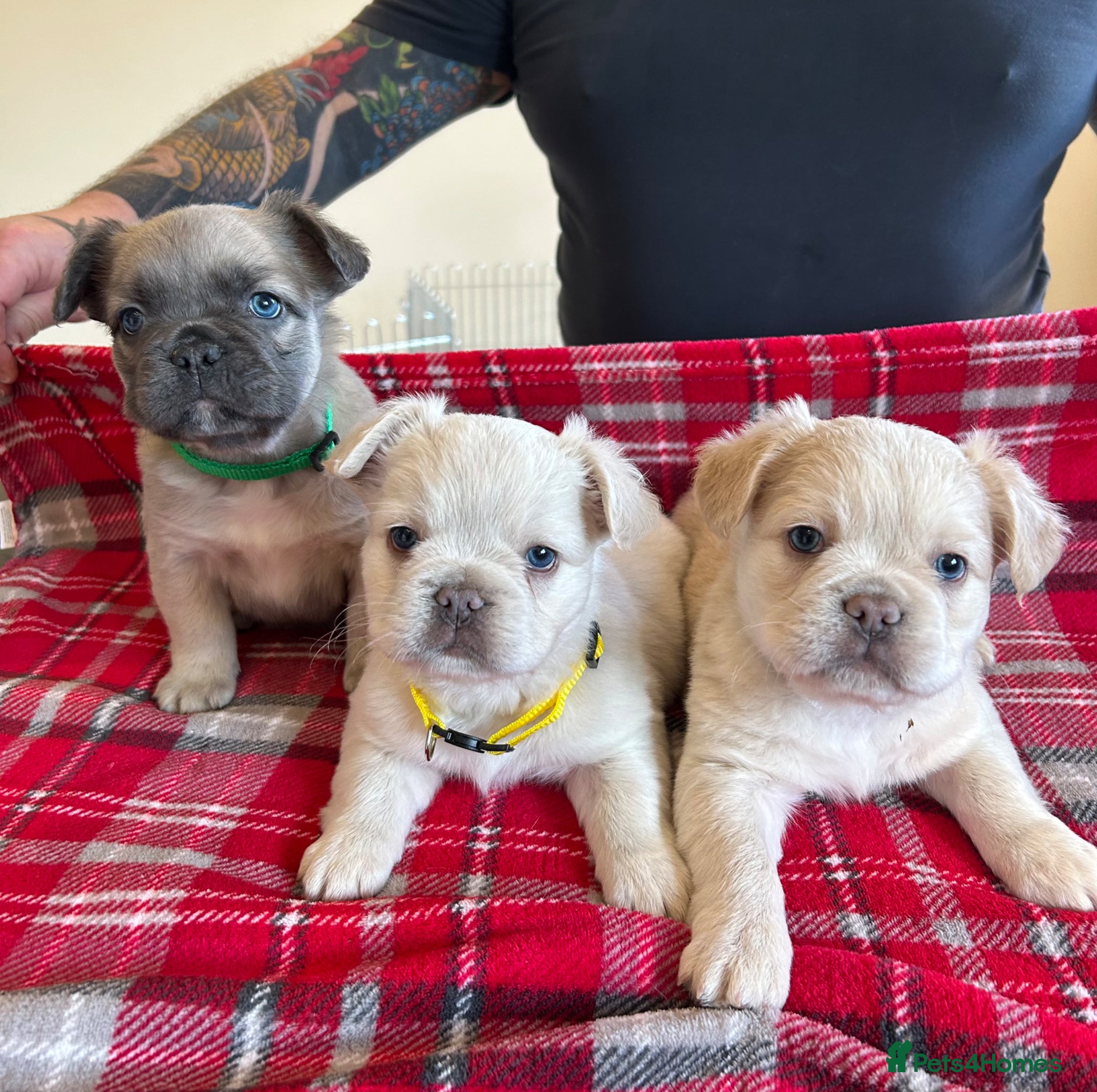 French Bulldog dogs Full Fluffy French Bulldog Puppies –KC Registered  - Advert 12