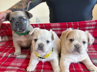 French Bulldog dogs Full Fluffy French Bulldog Puppies –KC Registered - Advert 12