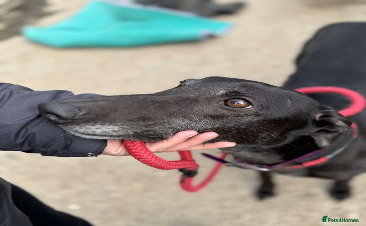 Greyhound dogs - Advert 2