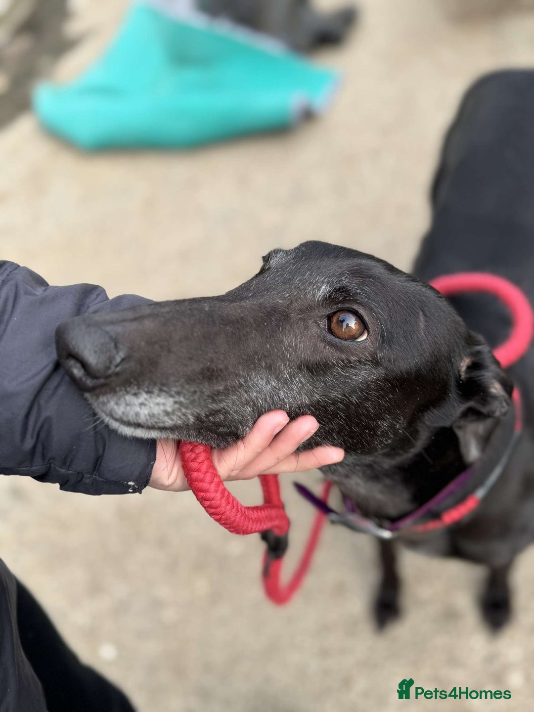 Greyhound dogs for sale: Lottie💜 - Image 1