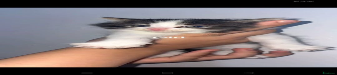 Mixed Breed Kitten 1