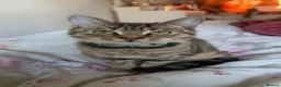 American Shorthair cats for sale: Mum and daughter cats to go together - Advert 3