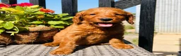 Mini Goldendoodle dogs for sale: 🧡❤️ GORGEOUS MINI GOLDENDOODLE PUPPIES ❤️🧡 - Advert 7