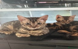 Bengal cats for sale: Bengal kittens tegistered - Image 5