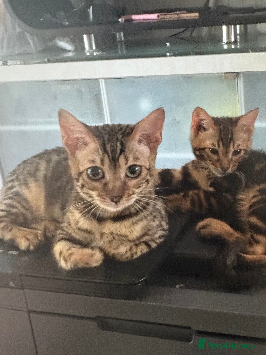 Bengal cats for sale: Bengal kittens tegistered - Image 5