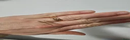 Stick Insects invertebrates for sale: Indian Stick Insects - Advert 1