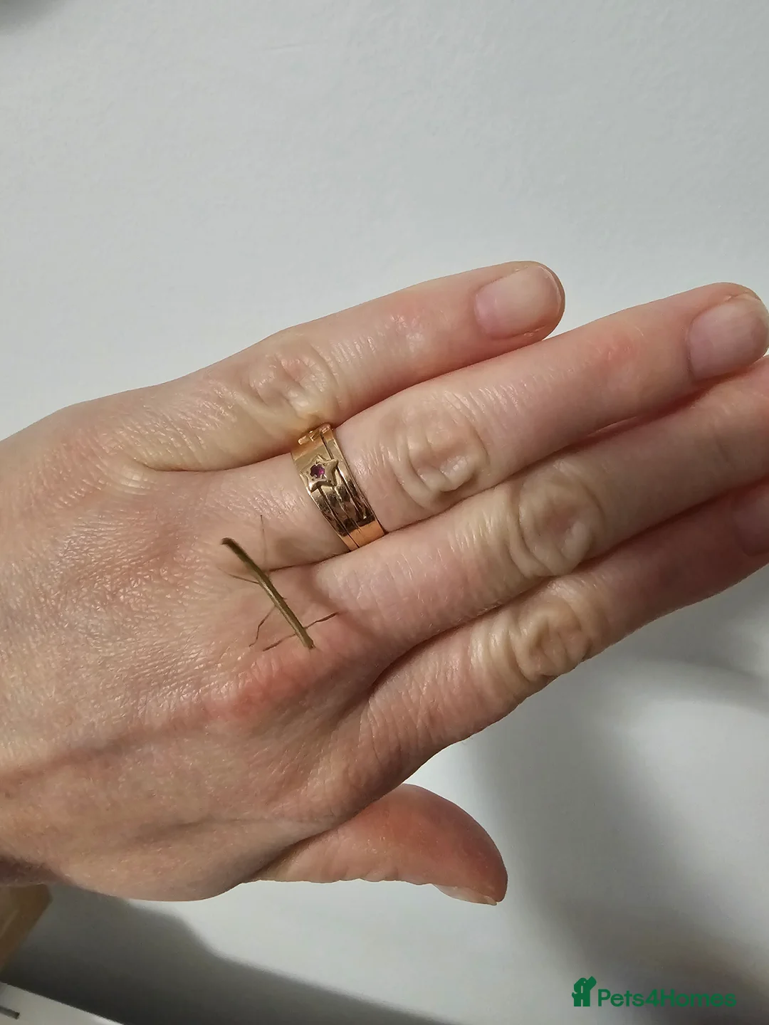 Stick Insects invertebrates for sale: Indian Stick Insects - Advert 1