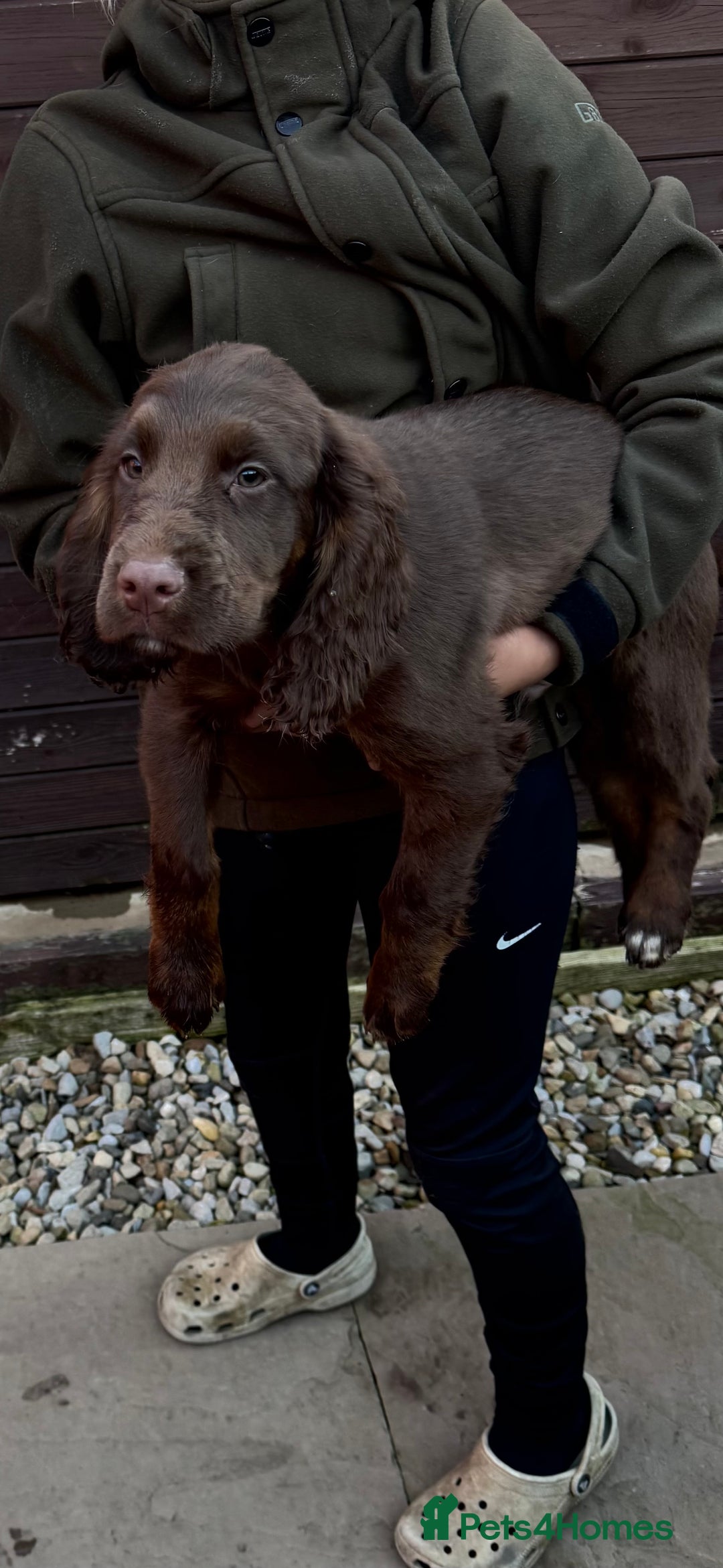 Cocker Spaniel dogs for sale: Working cocker spaniels  - Image 36