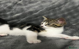 Mixed Breed cats for sale: 🐾 Three Charming Gentlemen Looking for Homes! 🐾 - Image 12