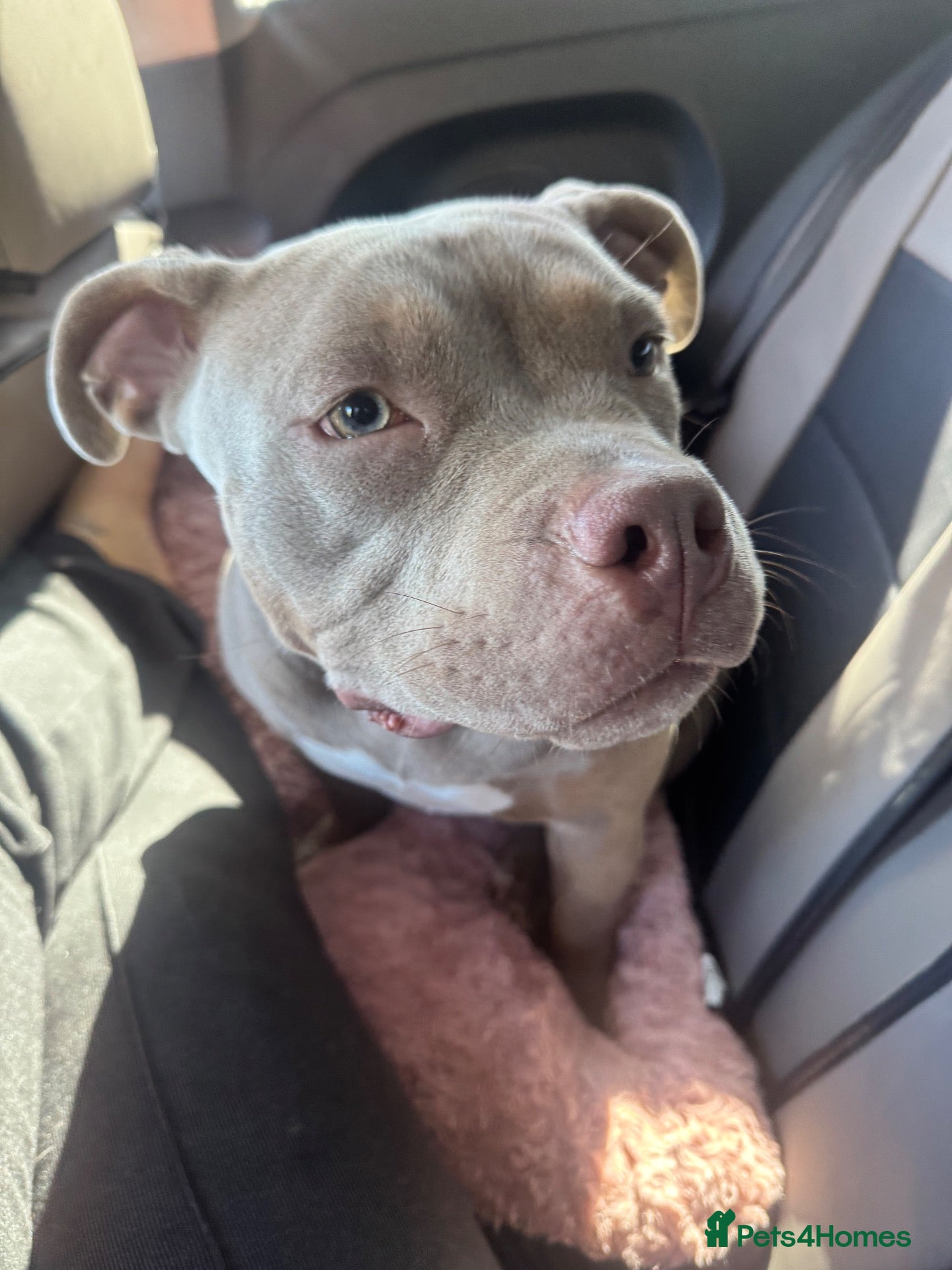 American Bull Staffy dogs Bella, 11 month old Pocket Bully💔 - Advert 6