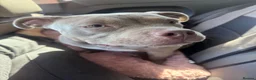 American Bull Staffy dogs for sale: Bella, 11 month old Pocket Bully💔 in Newquay - Advert 1