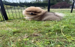 Pomeranian dogs for sale: Luxurious Tiny Pomeranian - 900g/11 weeks old - Image 25