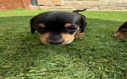 Miniature Dachshund dogs for sale: KC Reg, short haired miniature daschund puppies - Image 9