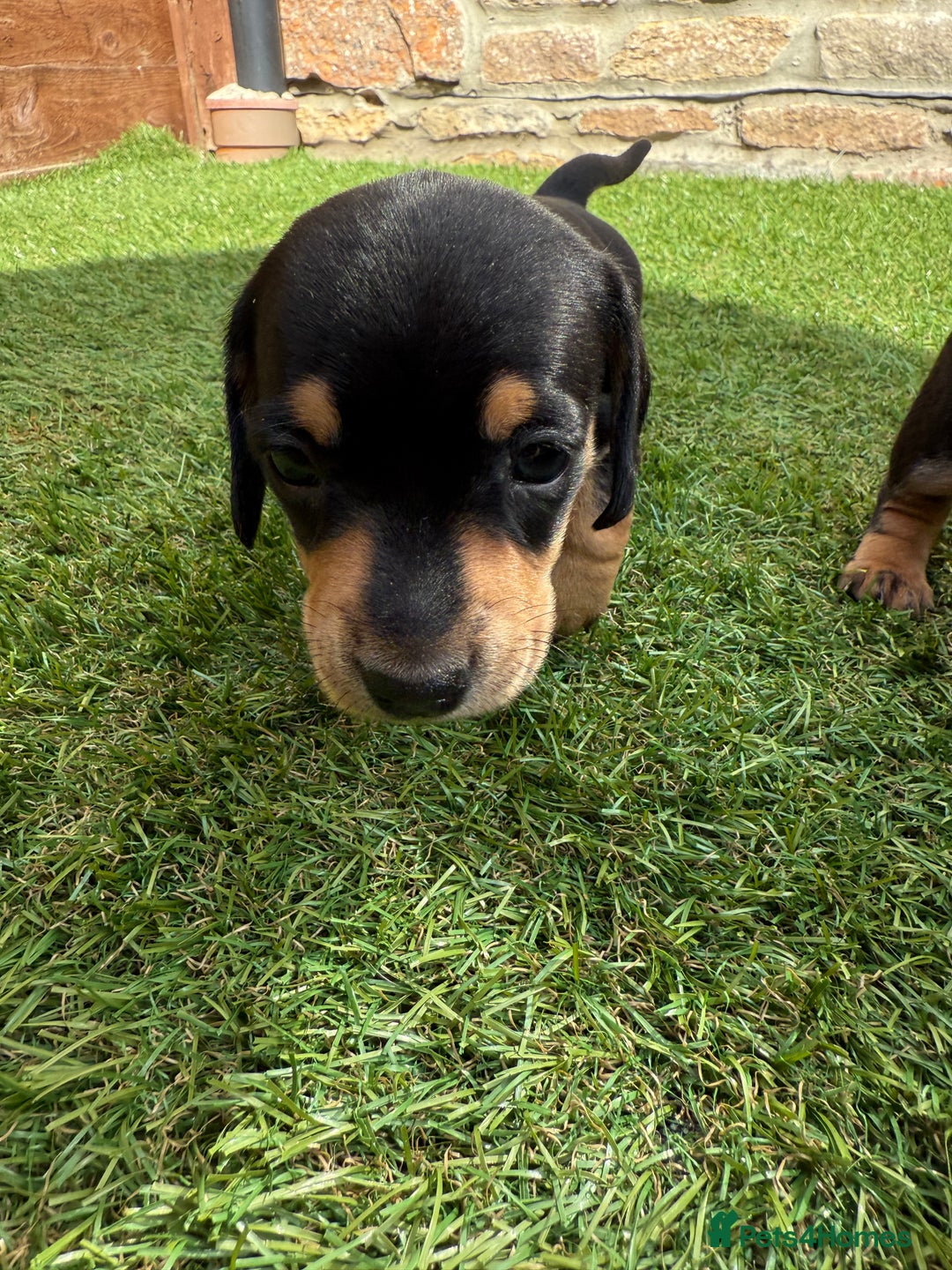 Miniature Dachshund dogs for sale: KC Reg, short haired miniature daschund puppies - Image 9