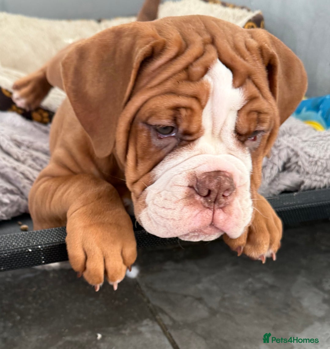 Old Tyme Bulldog dogs for sale: Olde Tyme Bulldogs  - Advert 2