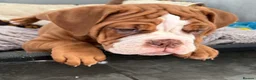 Old Tyme Bulldog dogs for sale: Olde Tyme Bulldogs  - Advert 2