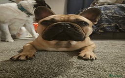 French Bulldog dogs for stud: Standard Fawn French Bulldog Stud. Silver Tested!! - Image 9