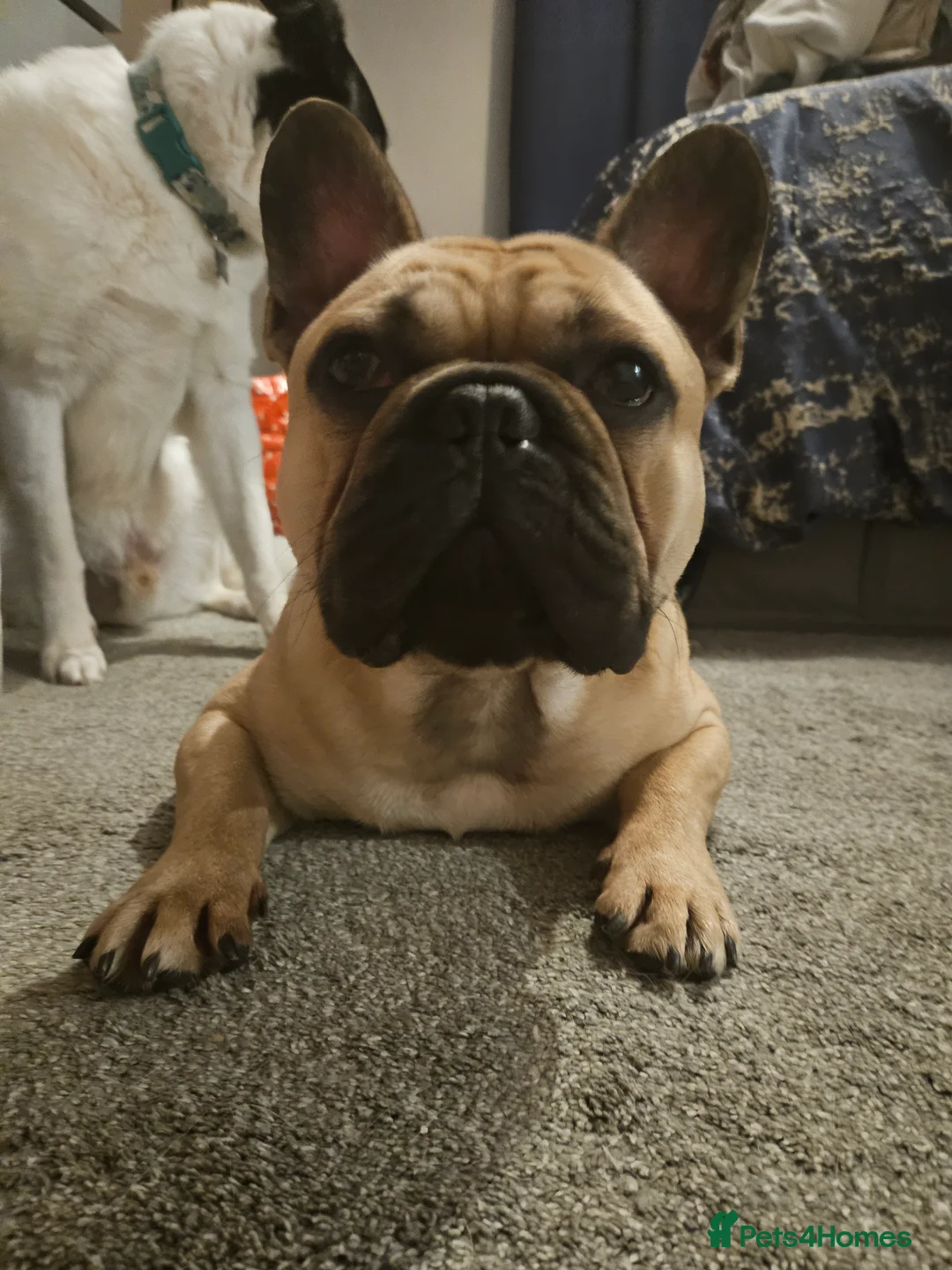 French Bulldog dogs for stud: Standard Fawn French Bulldog Stud. Silver Tested!! - Advert 9