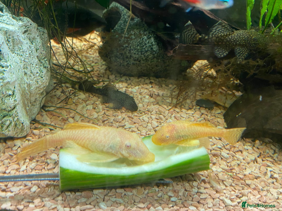 Plecos fish for sale: All different sizes  - Image 6