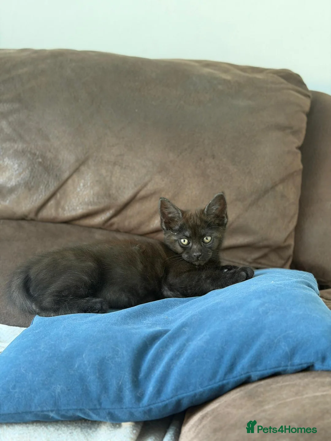 Maine Coon cats for sale: Maine Coon X  - Advert 2