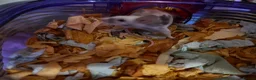 Mouse rodents for sale: 2 female Fancy mice and cage  - Advert 3