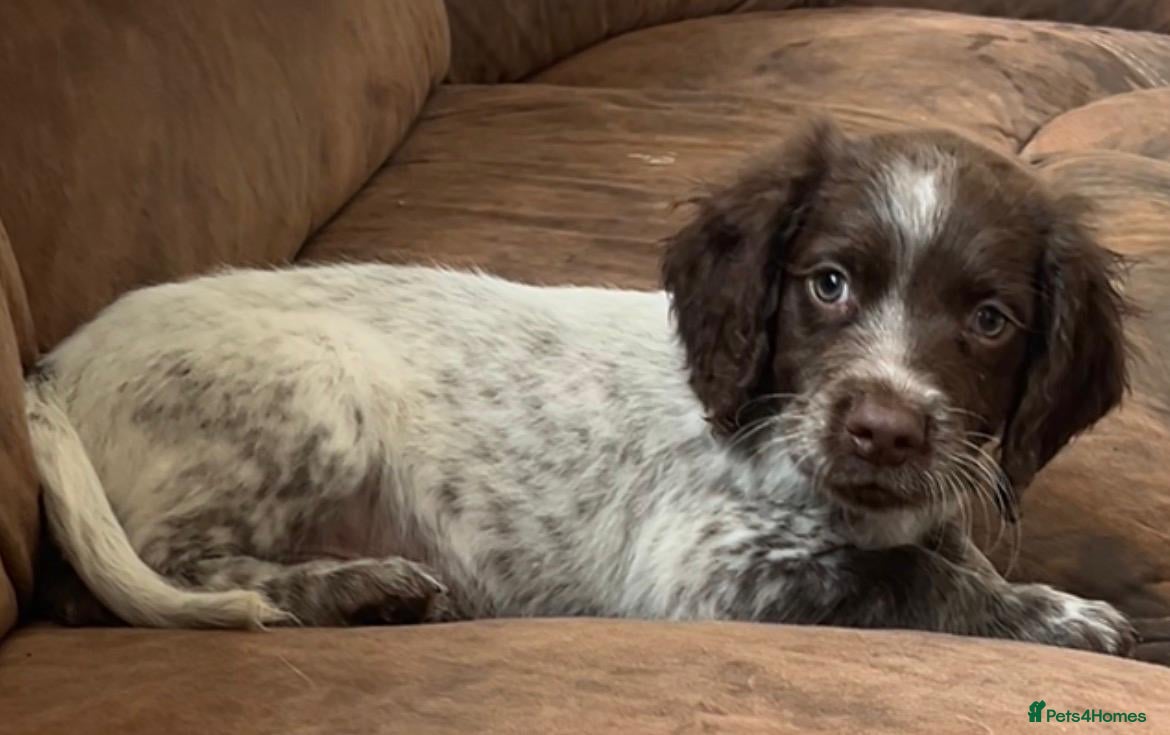 Sprocker dogs Sprocker spaniels - Advert 7