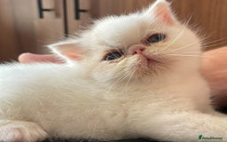 Exotic cats for sale: 🔥 GCCF MALE EXOTIC KITTEN OUTSTANDING 🔥 - Image 3