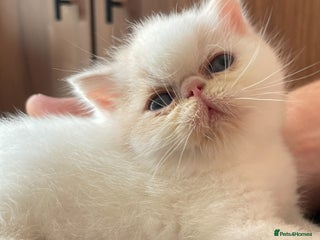 Exotic cats - Advert 18